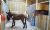 Doitrand Equestre Barns Chevaux Cantal 4